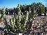 Totem Pole Cactus